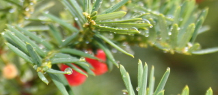 pine tree header